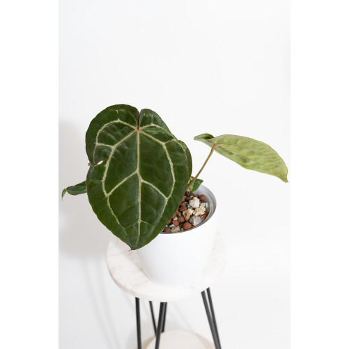 Anthurium (dressleri x...