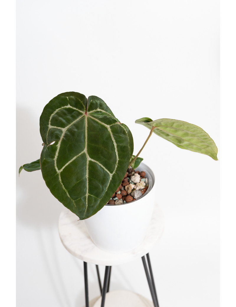 Anthurium (dressleri x crystallinum) x Michelle