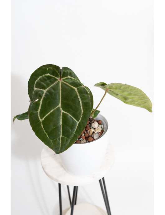 Anthurium (dressleri x...
