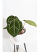 Anthurium (dressleri x crystallinum) x Michelle