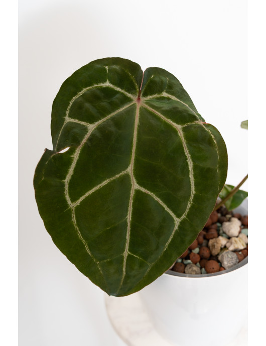Anthurium (dressleri x...