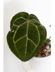 Anthurium (dressleri x crystallinum) x Michelle