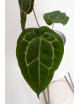 Anthurium (dressleri x crystallinum) x Michelle