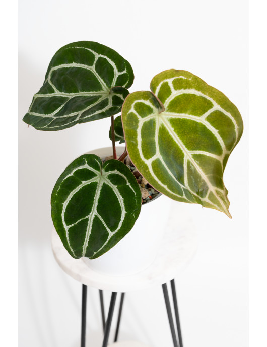 Anthurium Michelle x...