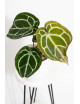Anthurium Michelle x crystallinum