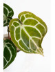 Anthurium Michelle x crystallinum