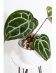 Anthurium Michelle x crystallinum