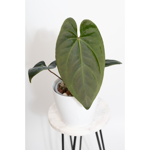 Anthurium titanium