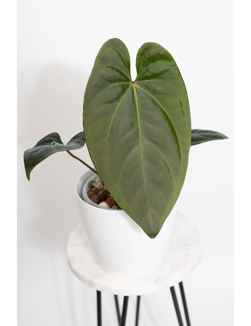 Anthurium titanium