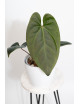 Anthurium titanium