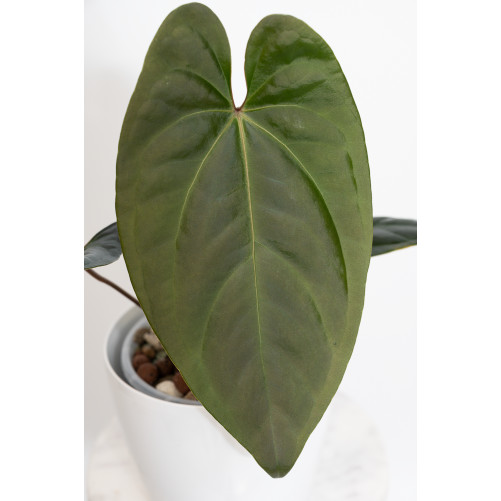 Anthurium titanium
