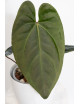 Anthurium titanium