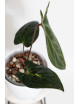 Anthurium titanium