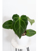 Anthurium magnificum x forgetii DF