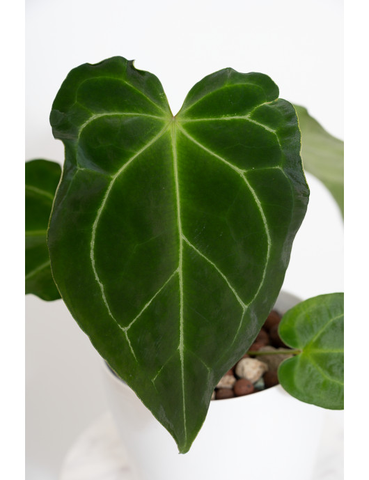 Anthurium magnificum x...