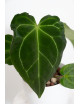 Anthurium magnificum x forgetii DF