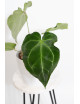 Anthurium magnificum x forgetii DF