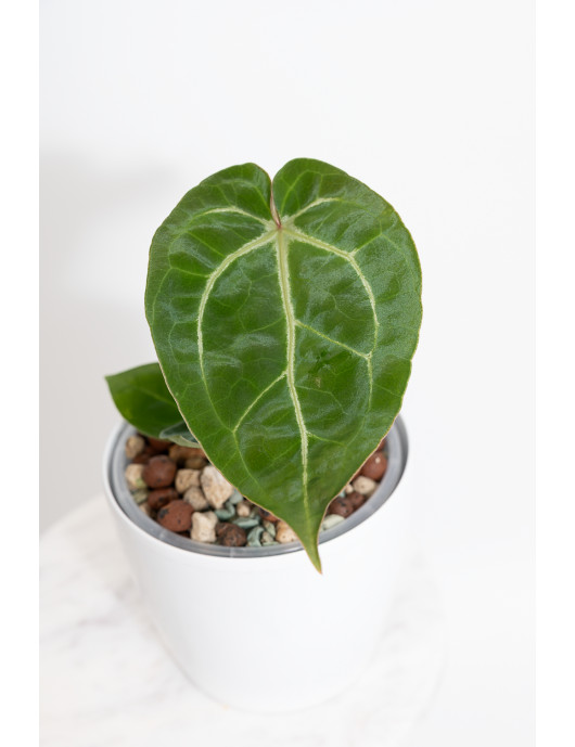 Anthurium magnificum DF x Michelle