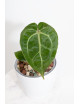 Anthurium magnificum DF x Michelle