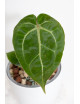 Anthurium magnificum DF x Michelle
