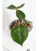 Anthurium magnificum DF x Michelle