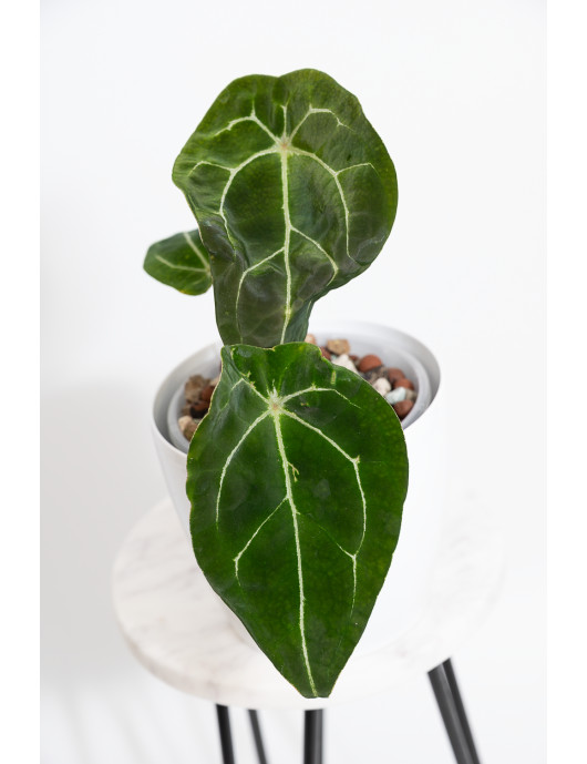 Anthurium forgetii DF x (crystallinum x AOS)
