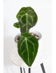 Anthurium forgetii DF x (crystallinum x AOS)