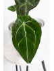 Anthurium forgetii DF x (crystallinum x AOS)