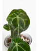 Anthurium forgetii DF x (crystallinum x AOS)