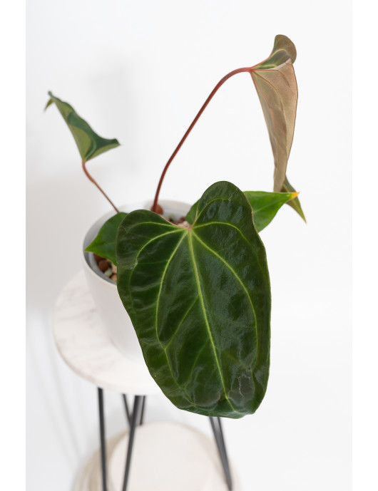 Anthurium (papillilaminum x...