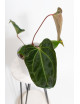 Anthurium (papillilaminum x magnificum) x KOSx x besseae aff