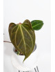 Anthurium (papillilaminum x magnificum) x KOSx x besseae aff