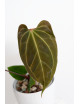 Anthurium (papillilaminum x magnificum) x KOSx x besseae aff