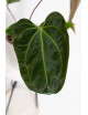 Anthurium (papillilaminum x magnificum) x KOSx x besseae aff