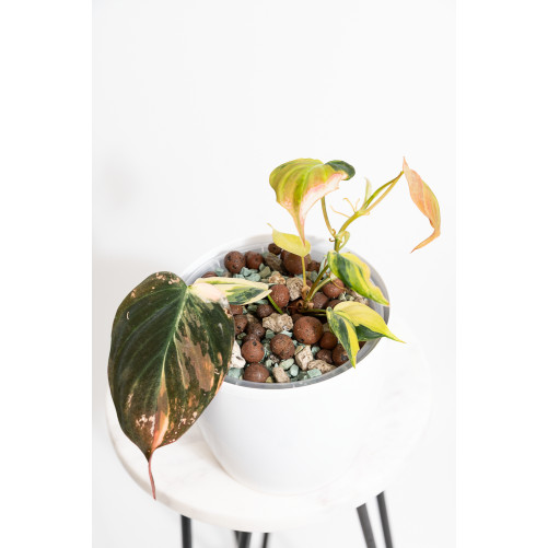 Philodendron micans variegata