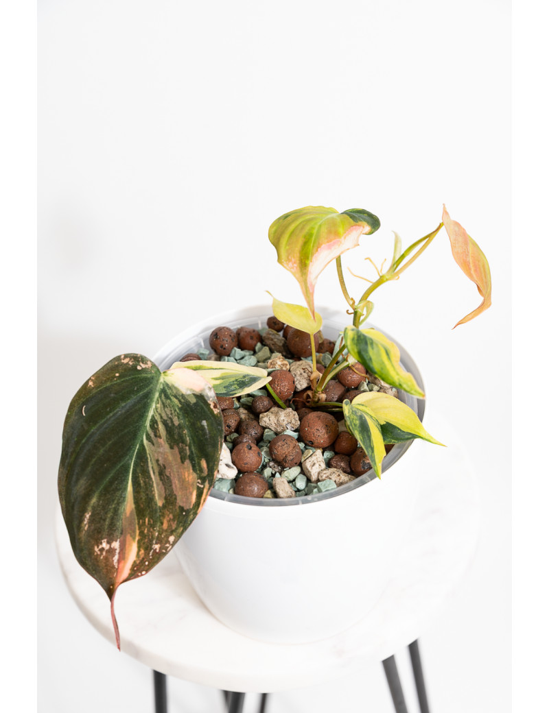 Philodendron micans variegata