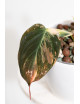 Philodendron micans variegata