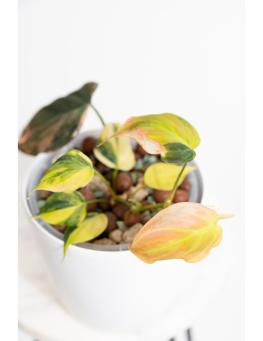 Philodendron micans variegata