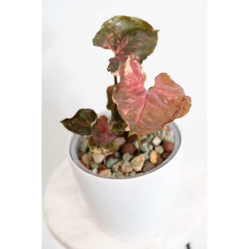 Syngonium strawberry ice...