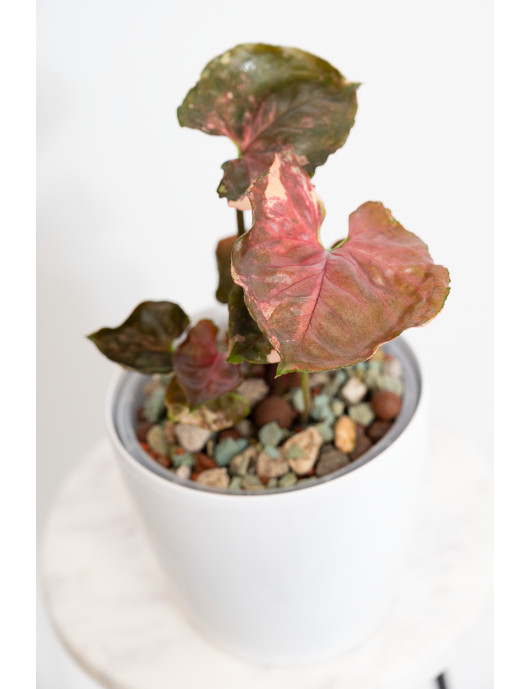Syngonium strawberry ice galaxy