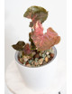 Syngonium strawberry ice galaxy