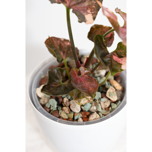 Syngonium strawberry ice galaxy