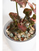 Syngonium strawberry ice galaxy