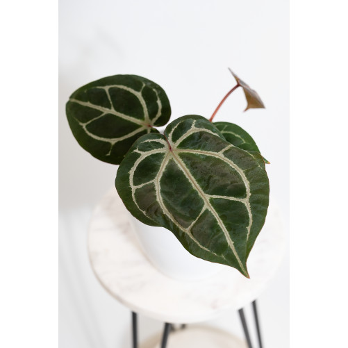 Anthurium (Zara x (Michelle...