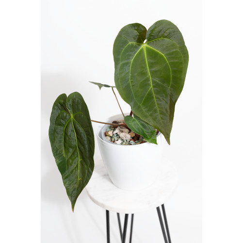Anthurium magnificum DF x...
