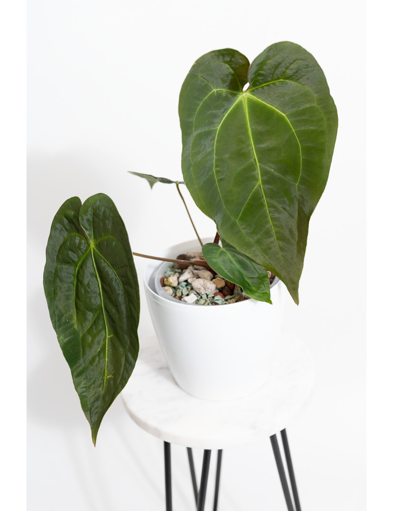 Anthurium magnificum DF x papillilaminum
