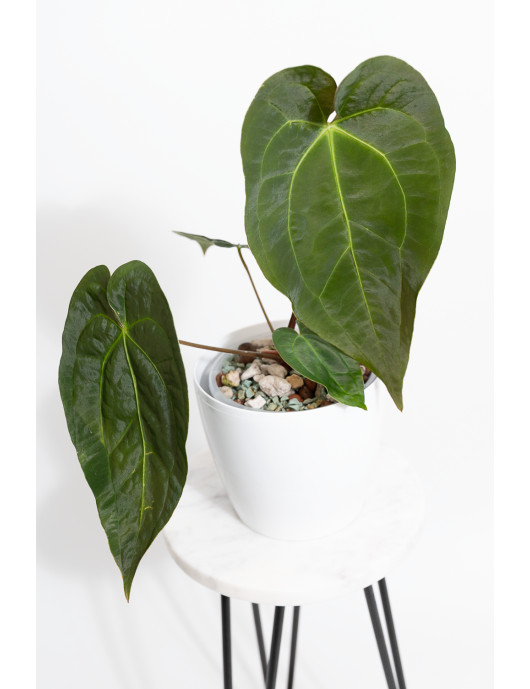 Anthurium magnificum DF x papillilaminum