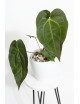 Anthurium magnificum DF x papillilaminum
