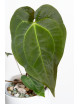 Anthurium magnificum DF x papillilaminum