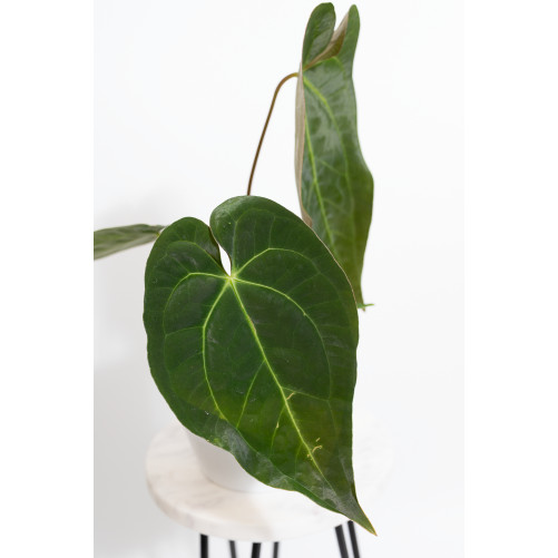 Anthurium magnificum DF x papillilaminum